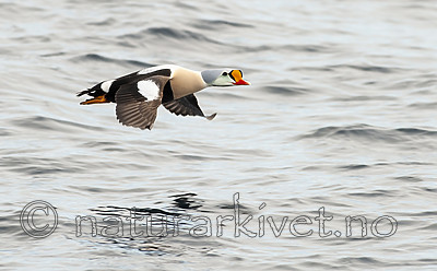 BB 12 0450 / Somateria spectabilis / Praktærfugl